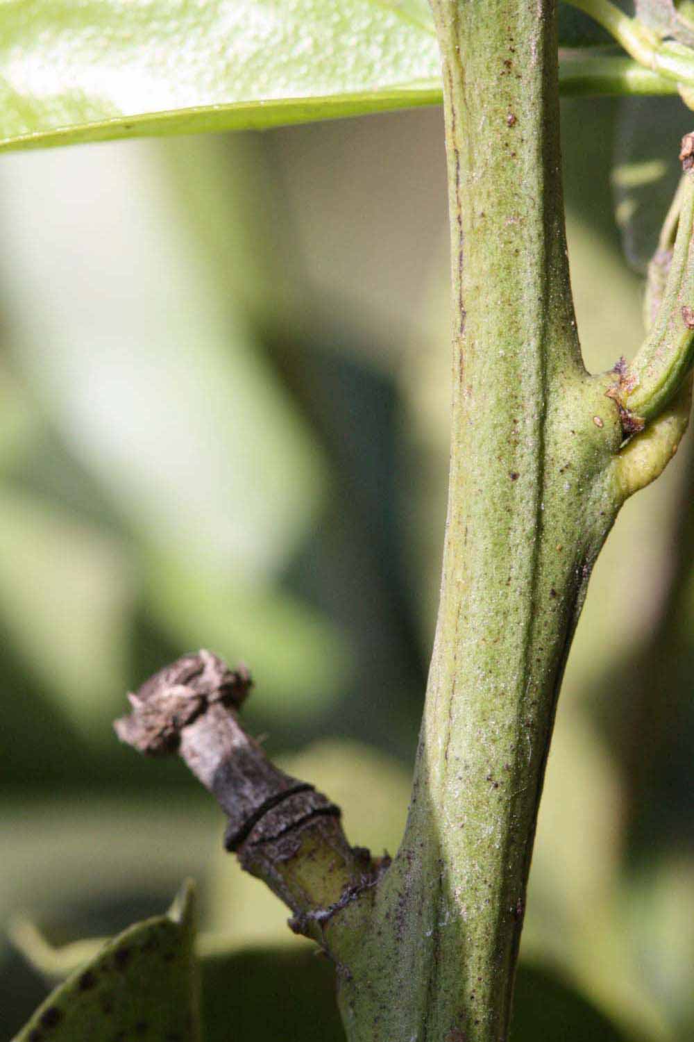            First year twig (Riverside, CA)   